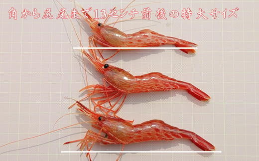 7-024-014　冷凍ボタンエビ・しまえびセット 各500g