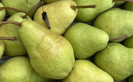 7-012-040　サトケンさんの梨「パートレット」Lサイズ 6.5kg