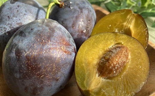 7-014-019　サトケンさんのプルーン「ローブ・ド・サージェ