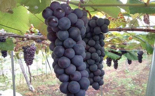 7-012-037　サトケンさんのぶどう「スチューベン」2kg前後