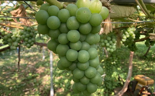 7-012-038　サトケンさんのぶどう「ナイアガラ」2kg前後