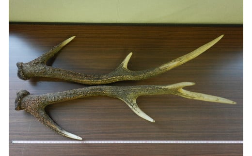 7-012-046　鹿の角・1本