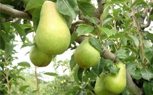 7-015-012　秋香園 洋梨 (パートレット) 8kg【9月～発送】