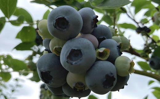 7-013-012　秋香園 大玉ブルーベリー 1kg【8月～発送】