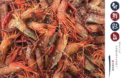 7-012-006　しまえび 1kg（500g×2）