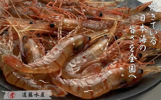 7-008-005　ボタンエビ 500g（30尾前後）