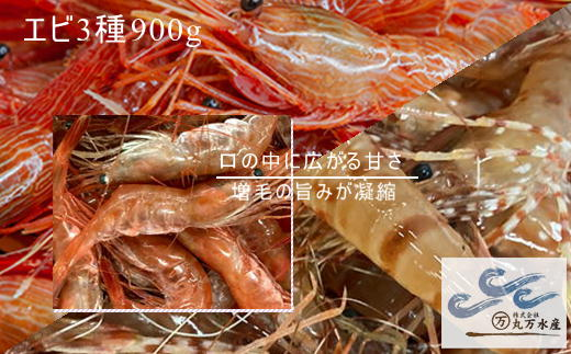 7-022-011　えび3種セット(甘えび・ボタンエビ・シマエビ)