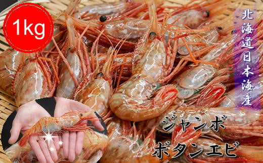 7-040-001　ジャンボボタンエビ 1kg（10～20尾）