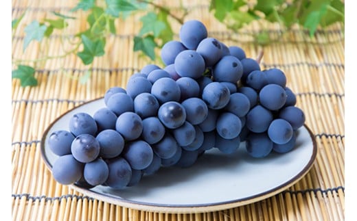 7-010-015　ぶどう（スチューベン）2kg（10月～発送）【マルゼ