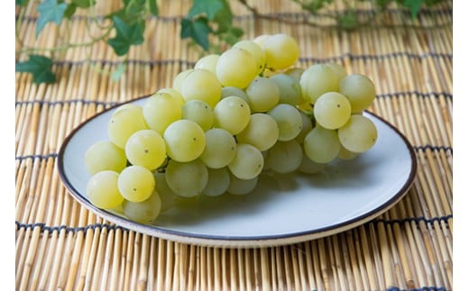 7-010-016　ぶどう（ナイアガラ）2kg（10月～発送）【マルゼン