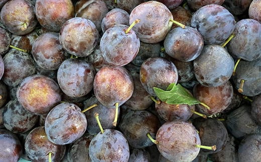 7-010-018　完熟プルーン（スイートワン）2kg【マルゼン佐藤