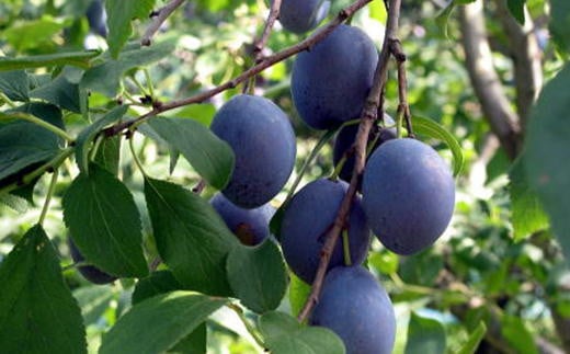 7-012-025　完熟プルーン（サン）2kg【マルゼン佐藤果樹園】