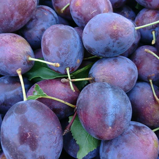 7-012-035　秋香園のおまかせプルーン2.2kg（8月下旬～発送）