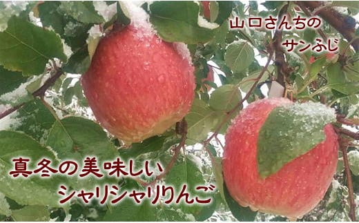 7-012-029　山口さんちのりんご（サンふじ） 5kg【1月発送】