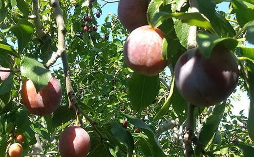 7-013-010　山口さんちのプルーン 2～3種詰合わせ 2kg【10月～