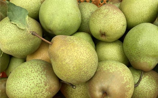 7-012-039　サトケンさんの昔懐かしい梨「千両」Lサイズ 9kg