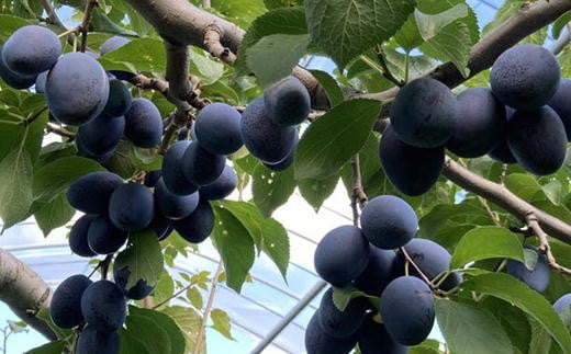 7-015-014　サトケンさんのプルーン「ベイラー」1kg