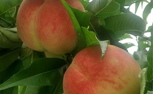 7-012-031　山口さんちの桃あかつき 15玉前後（約3.5kg）