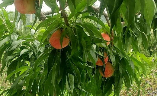 7-014-016　山口さんちの桃あかつき 10玉前後（3.5kg前後）