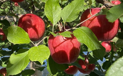 7-005-012　冨野果樹園のおまかせりんごセット 2.5kg【12月発送