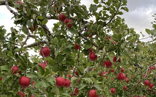 7-012-051　ヤマセン仙北果樹園のおまかせりんご 3～5種 5kg【1