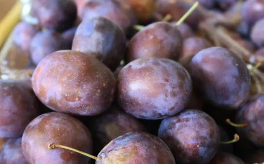 7-012-050　ヤマセン仙北果樹園のプルーン（ベイラー）2kg【10