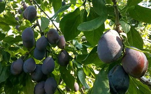 7-012-049　ヤマセン仙北果樹園のプルーン（シュガー）2kg【9