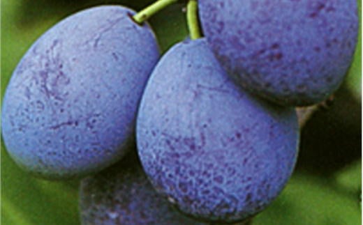 7-011-007　サトケンさんの プルーン「サンプルーン」1kg