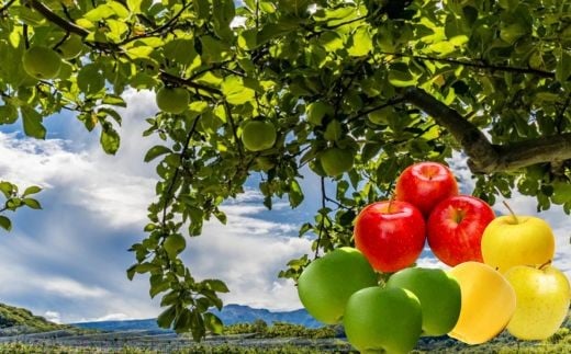 7-007-006　赤・青・黄色のりんご詰め合わせ 3kg