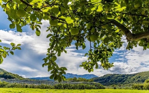 7-007-005　とにかくすっぱい料理りんご「ブラムリー」 3kg