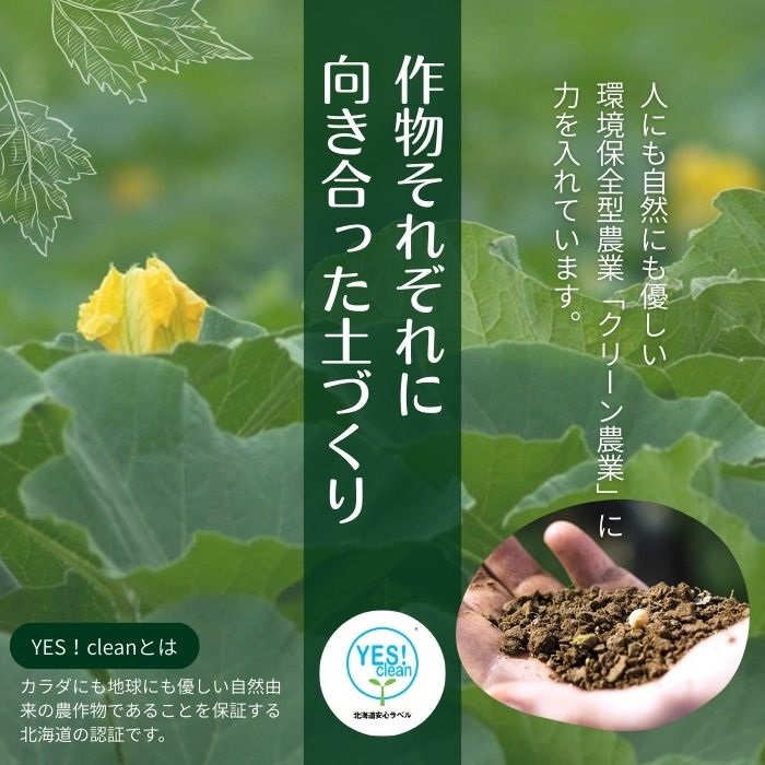 【NHKあさイチで紹介されました！】上田ファームのかぼちゃ団子（プレーン）300g×3 北海道産かぼちゃ使用 カボチャ だんご 国産 手作り おかず おやつ スイーツ 軽食 冷凍 南瓜 郷土料理 北海道 苫前町 とままえ ued02