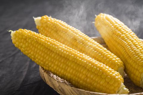 【令和8年産先行受付】北海道とままえ産スイートコーン　約15本（先行予約　北海道産　とうもろこし　とうきび　朝どれ　朝もぎ　旬　新鮮　送料無料　冷蔵）