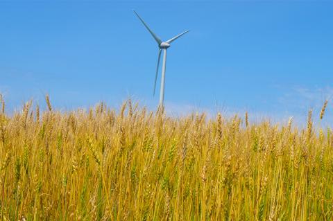北海道とままえ産強力小麦粉【春よ恋】　1kg×3