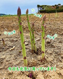 【令和8年産先行受付】上田ファームのグリーンアスパラガス　1kg　《数量限定》