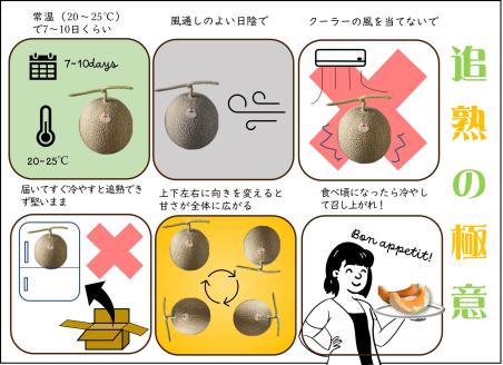 【令和8年産先行受付】とままえメロン　2玉（先行予約　北海道産　赤肉　糖度14度　甘い　フルーツ　果物　デザート　送料無料）