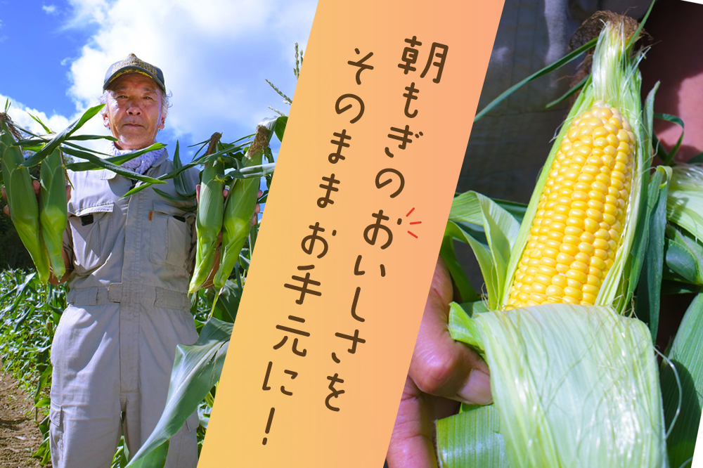 【令和8年産先行受付】北海道とままえ産スイートコーン　7本 （先行予約　北海道産　とうもろこし　とうきび　朝どれ　朝もぎ　旬　新鮮　送料無料　冷蔵）