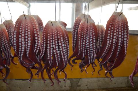 【北海道苫前産】煮タコ（足のみ）　1.5㎏前後（たこ・蛸・道産・正月・おせち・刺身・焼き・つまみ・肴・茹で・ボイル・カルパッチョ・冷凍）