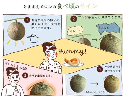【令和8年産先行受付】とままえメロン　2玉（先行予約　北海道産　赤肉　糖度14度　甘い　フルーツ　果物　デザート　送料無料）