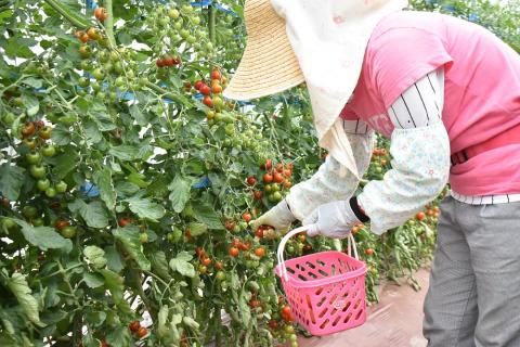 【食品添加物不使用】ミニトマトそのまんまのジュース　1000ml