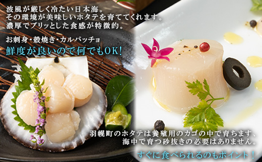 【予約受付開始！】北海道 羽幌町産 殻付き活ホタテ 約3kg（15～20枚・ヘラ付き）【0910203】