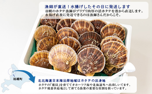【予約受付開始！】北海道 羽幌町産 殻付き活ホタテ 約3kg（15～20枚・ヘラ付き）【0910203】