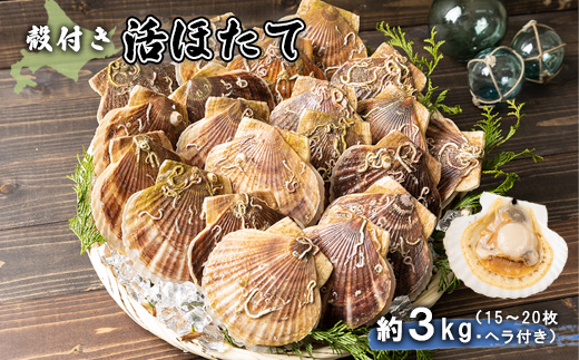 【予約受付開始！】北海道 羽幌町産 殻付き活ホタテ 約3kg（15～20枚・ヘラ付き）【0910203】