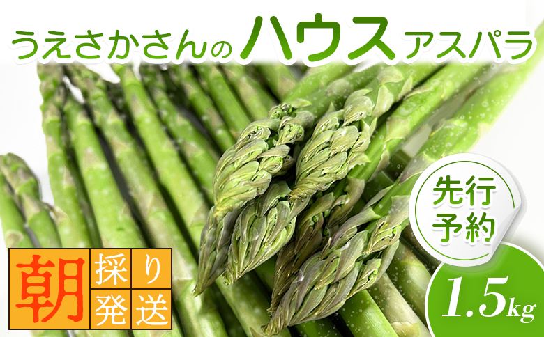 【2026年 先行予約！】【朝採り発送】上坂さんのハウスアスパラ 1.5kg【20102】