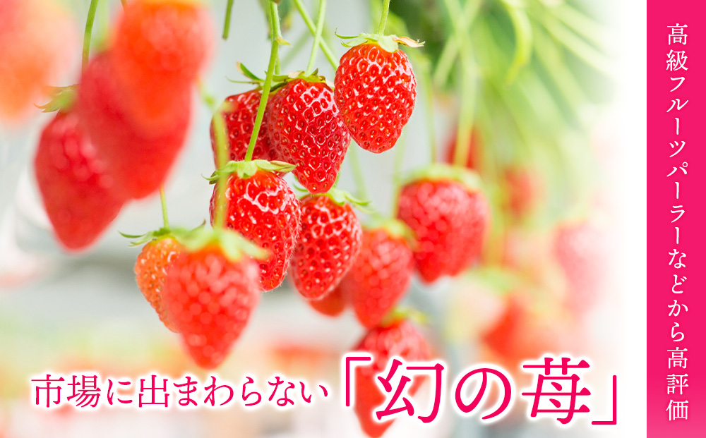 2024年7月以降発送】フルーツ 果物 いちご 高設栽培 冷蔵 紅カムイ 