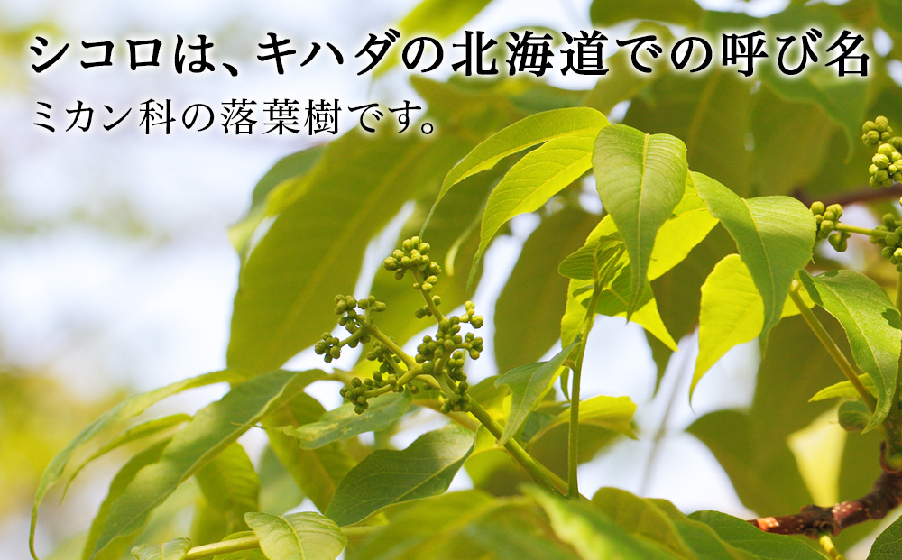 はちみつ 彩北の滴 シコロ 170ｇ×1個