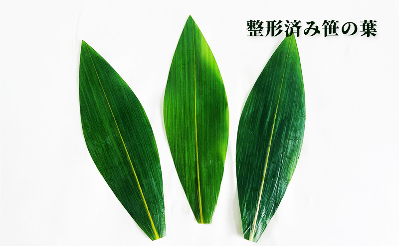 ［整形済］うたのぼりの笹の葉3Sサイズ200枚入り【オホーツク枝幸】18cm×5.5cm