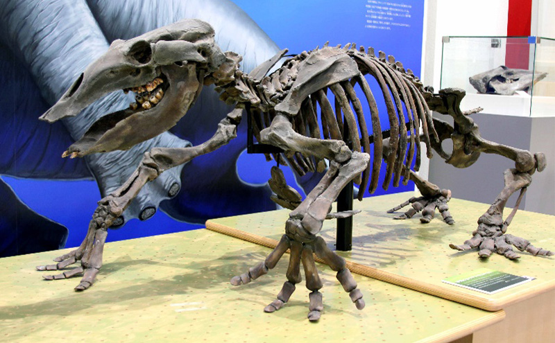 北海道枝幸町 寄附のみの応援受付 1,000円コース（返礼品なし 寄附のみ 1000円）