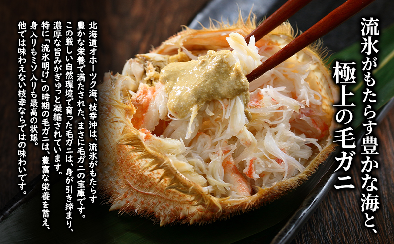 〈冷蔵発送〉流氷明け 枝幸沖 ボイル毛ガニ 1.5kg (2～3尾入) 先行予約【2026年3月頃発送予定】旬の味覚［丸中三興水産］オホーツク枝幸 前浜【 蟹 魚介 北海道 枝幸 】