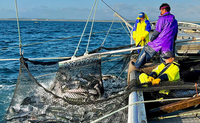 北隆丸 めじか鮭塩麹漬け4切 オホーツク枝幸産【 鮭 サケ サーモン 切り身 干物 魚貝類 魚介類 漬け 漬魚 塩漬け 加工食品 北海道 オホーツク 枝幸 】