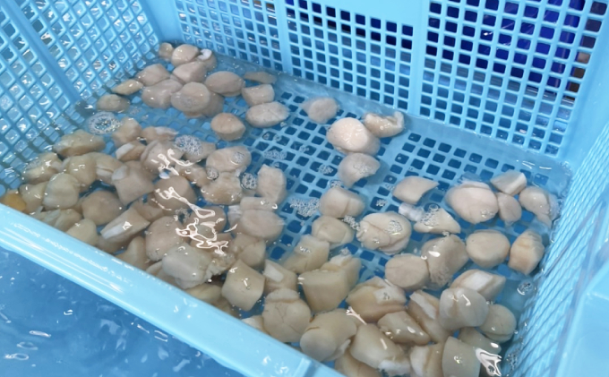 【小分け】甘みたっぷり！冷凍ほたて貝柱500g×3パック（4Sサイズ）【枝幸ほたて】山武水産 北海道 冷凍 貝柱 刺身 大 魚介 海 オホーツク 帆立